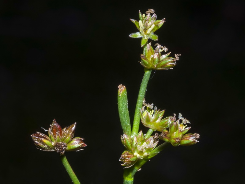 Juncus bulbosus.05