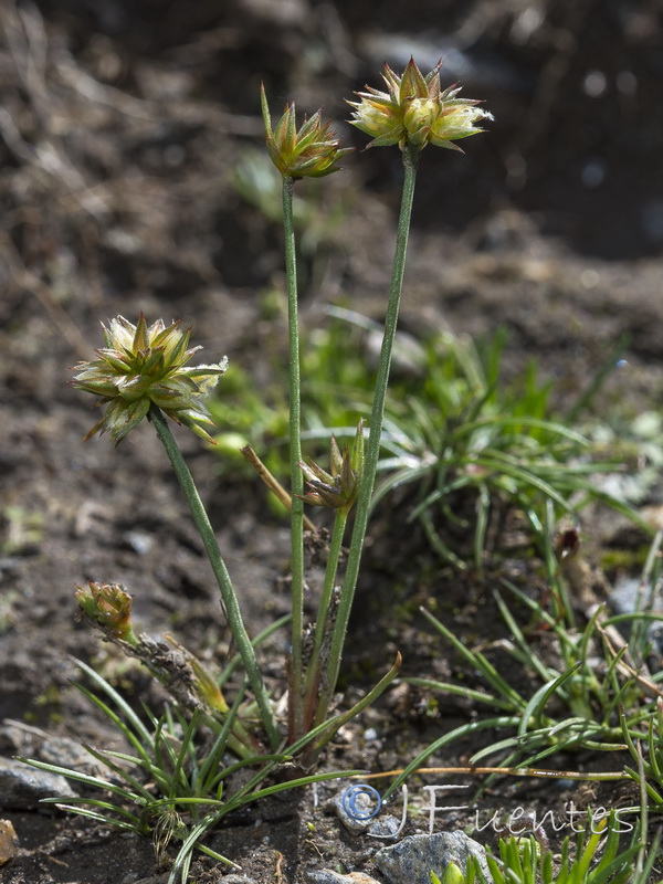 Juncus capitatus.01