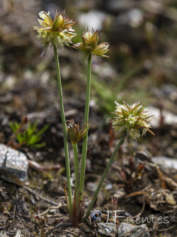 Juncus capitatus.02