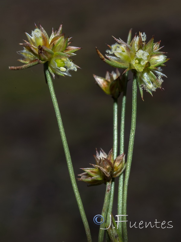 Juncus capitatus.03