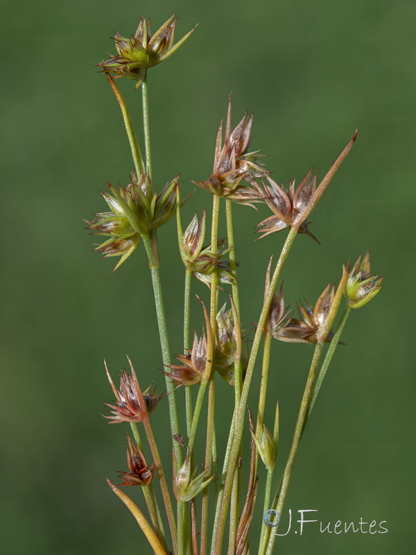 Juncus capitatus.04