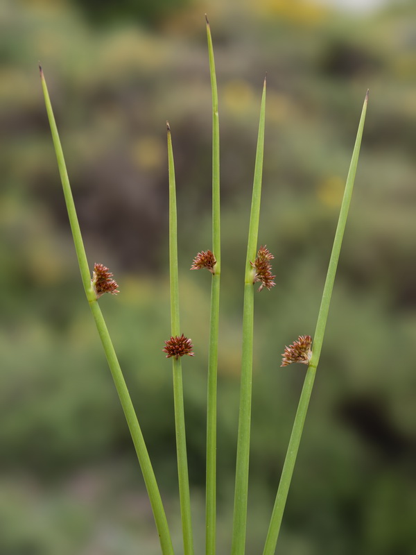 Juncus conglomeratus.01