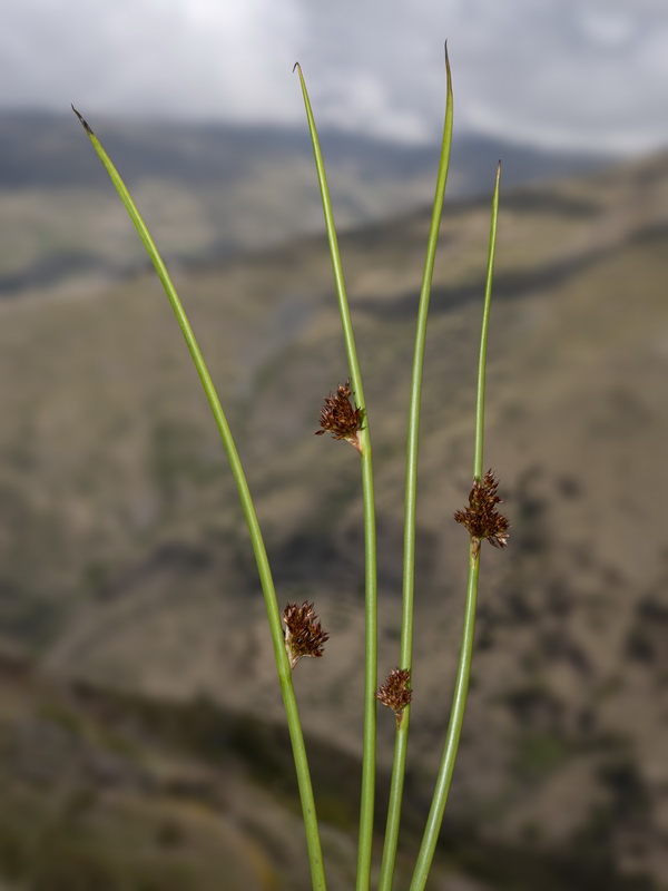 Juncus conglomeratus.02