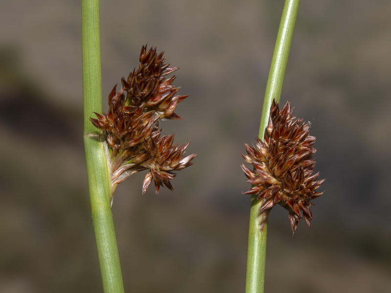 Juncus conglomeratus.03