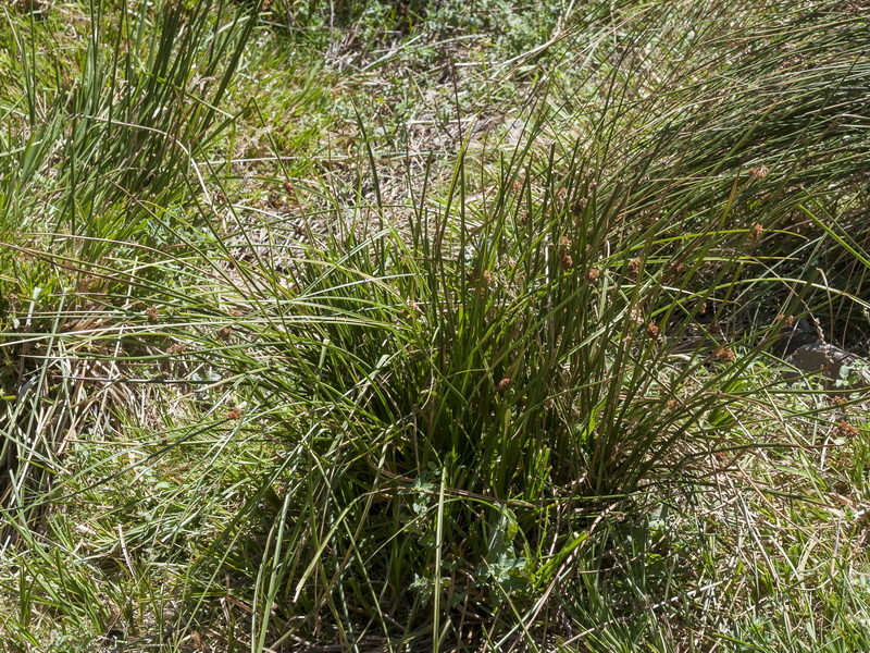 Juncus effusus.01