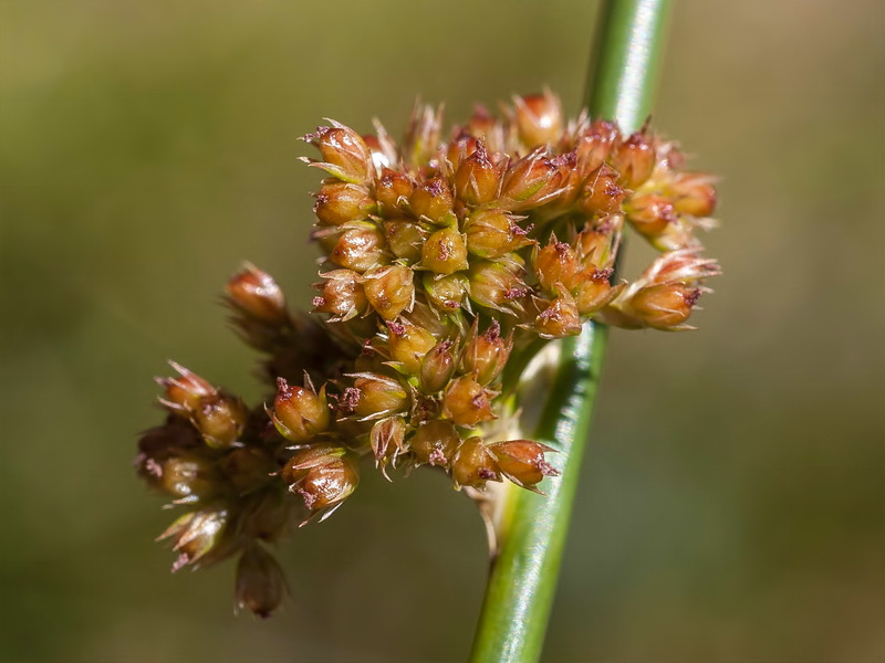Juncus effusus.02