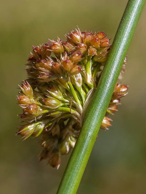 Juncus effusus.03