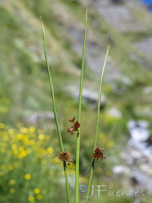 Juncus effusus.06