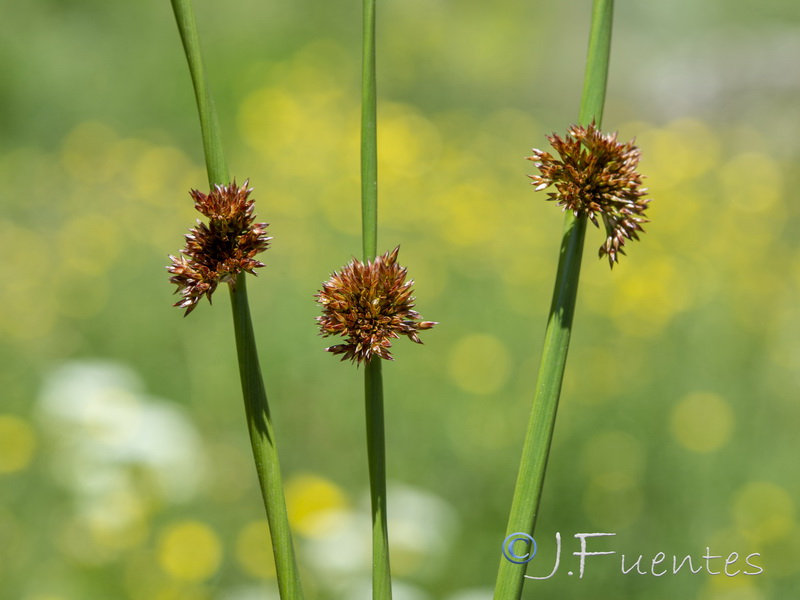 Juncus effusus.07