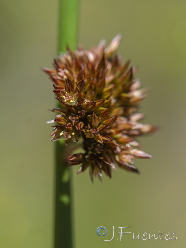 Juncus effusus.04