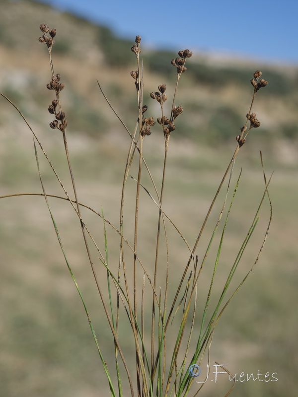 Juncus gerardii.01