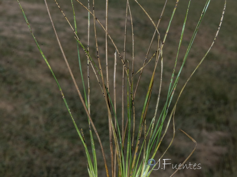 Juncus gerardii.02