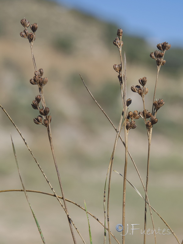 Juncus gerardii.03