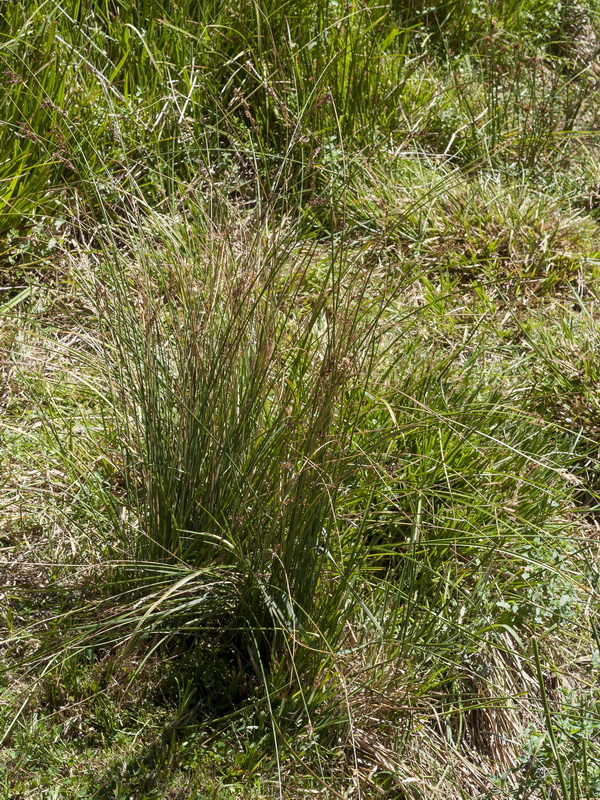 Juncus inflexus inflexus.01