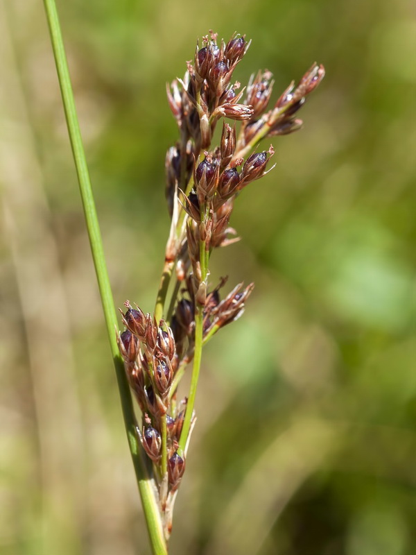 Juncus inflexus inflexus.02