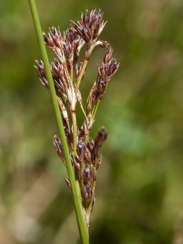 Juncus inflexus inflexus.03