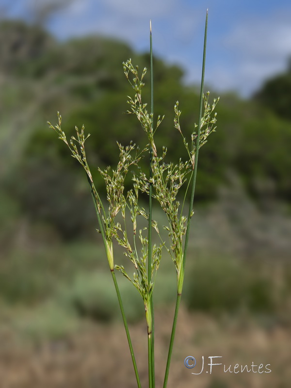 Juncus maritimus.01