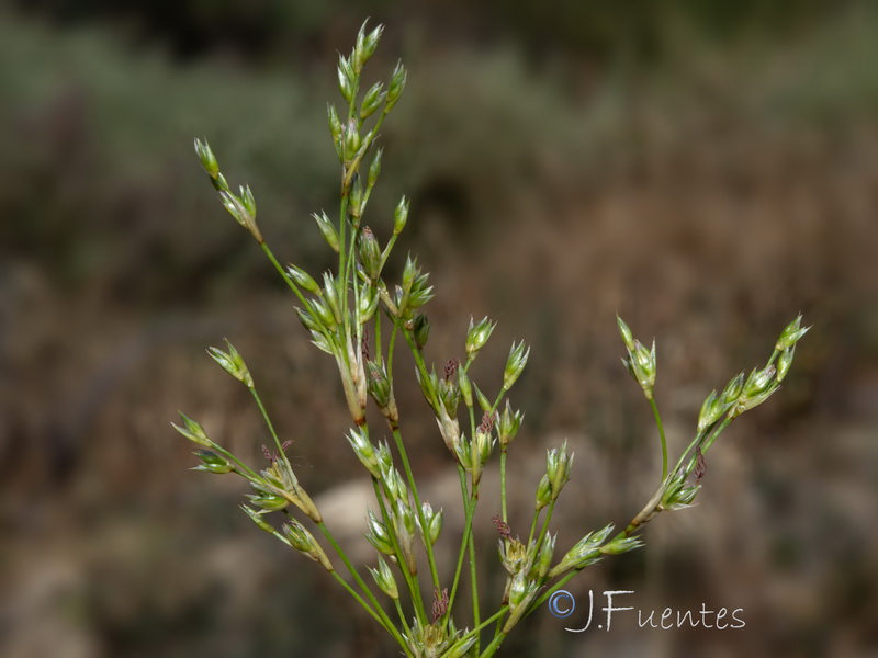 Juncus maritimus.02