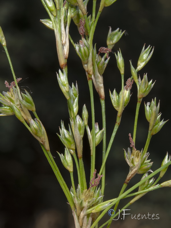 Juncus maritimus.03