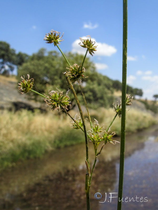 Juncus striatus.01