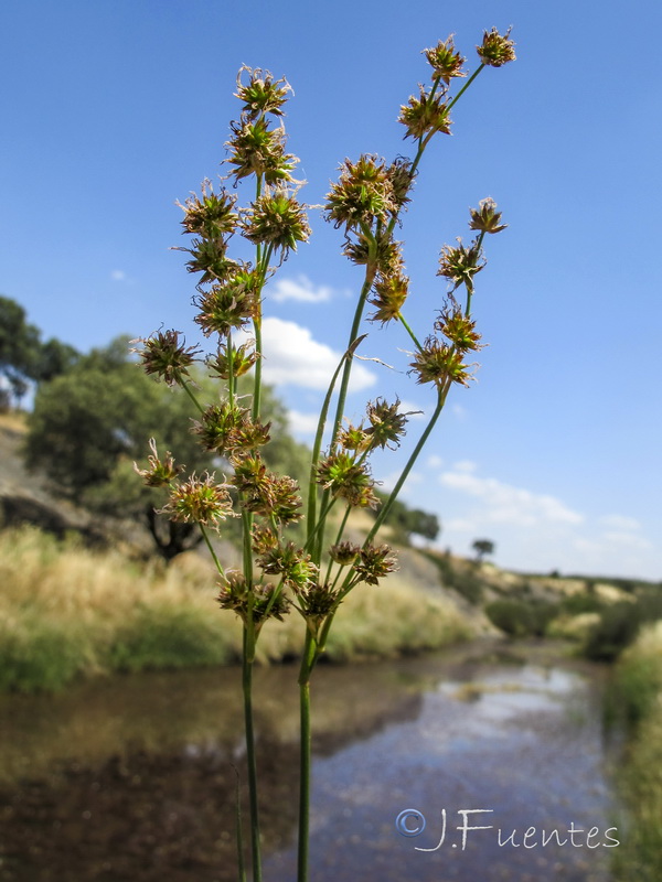 Juncus striatus.02