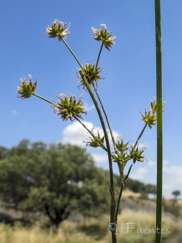 Juncus striatus.03