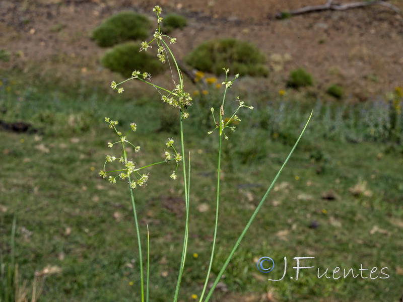 Juncus subnodulosus.01