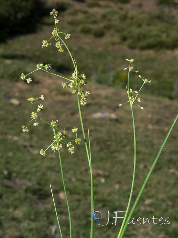 Juncus subnodulosus.02