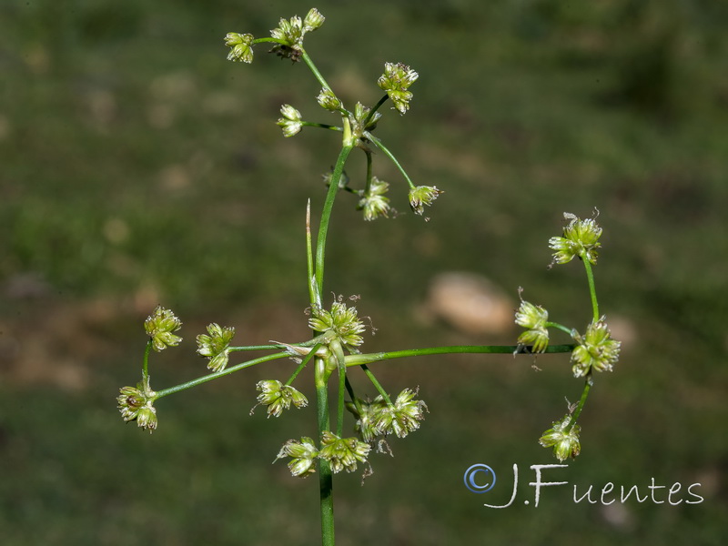 Juncus subnodulosus.03