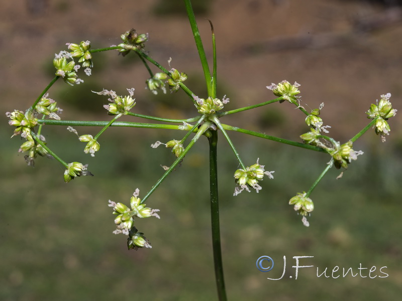 Juncus subnodulosus.04