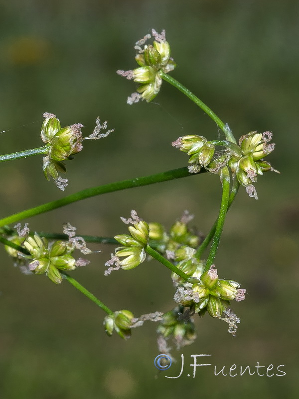 Juncus subnodulosus.05