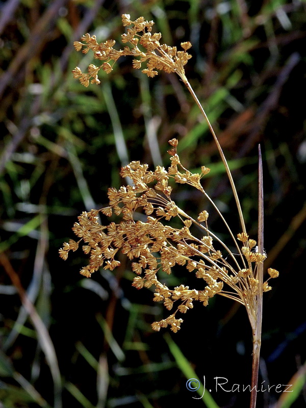 Juncus subulatus.02