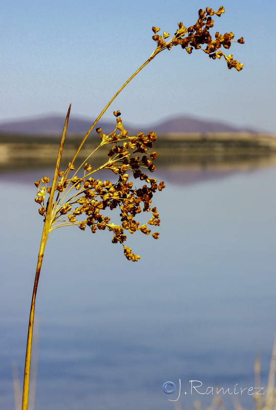 Juncus subulatus.03