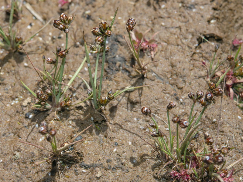 Juncus tenageia 1.01