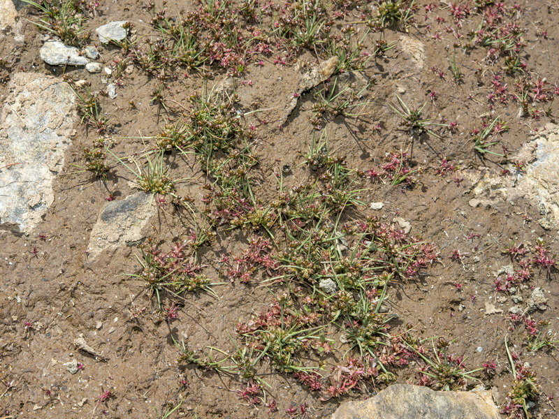 Juncus tenageia 1.02