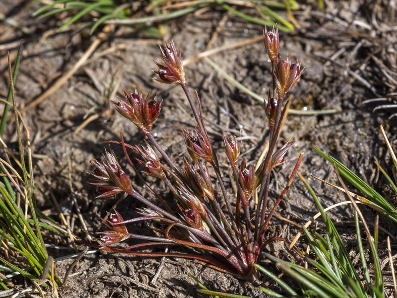 Juncus tenagia.01