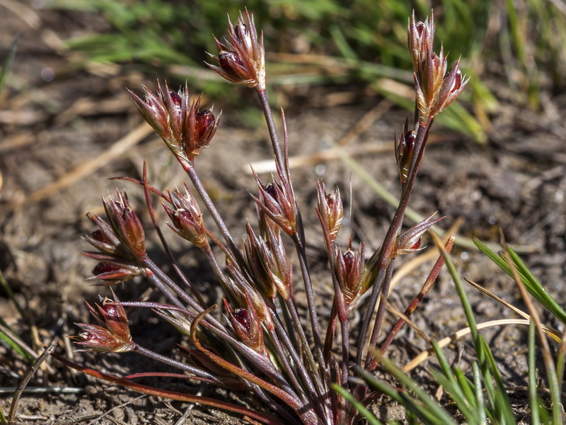 Juncus tenagia.02