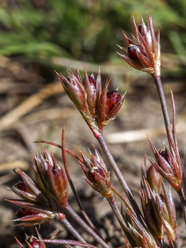 Juncus tenagia.03