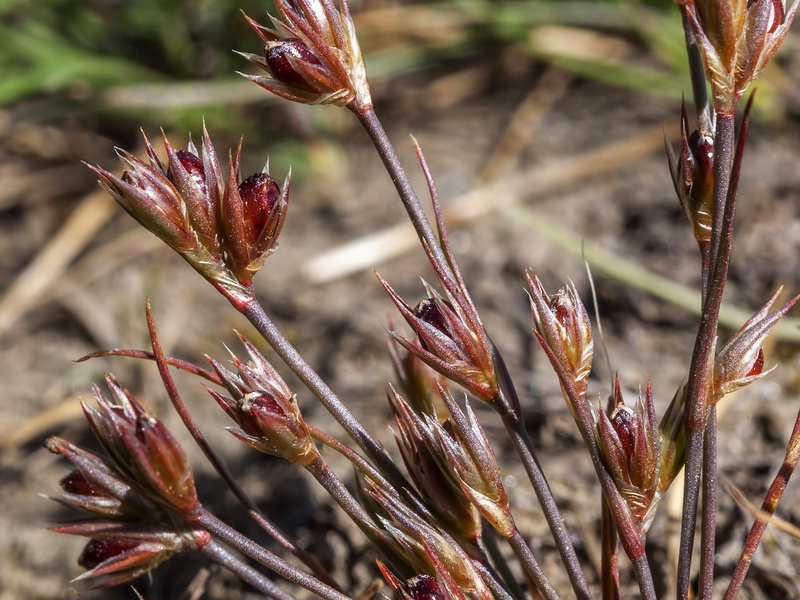 Juncus tenagia.04