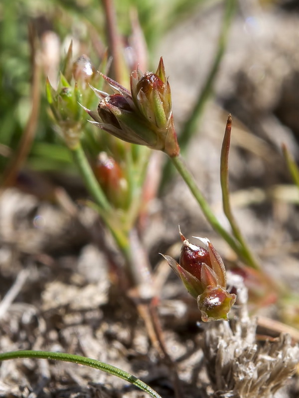Juncus tenagia.05