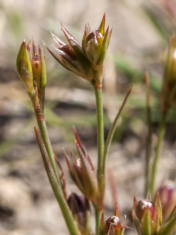 Juncus tenagia.06