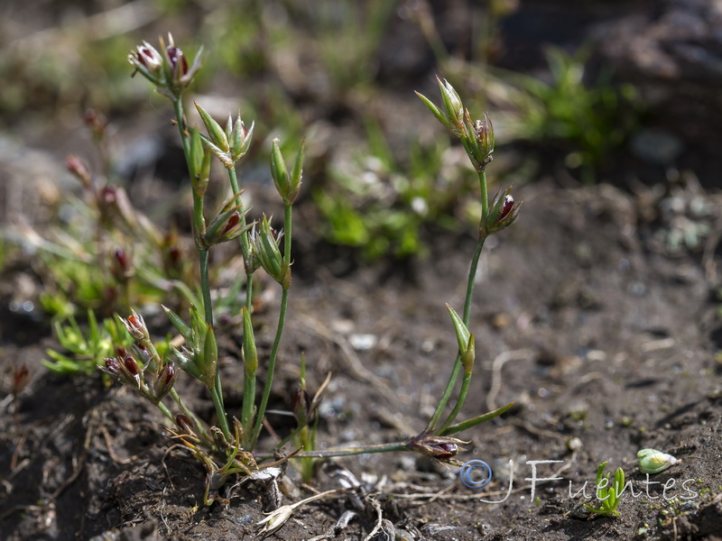 Juncus tenagia perpusillus.01