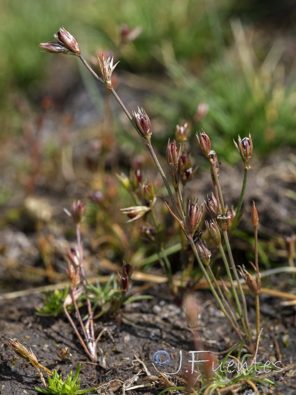 Juncus tenagia perpusillus.02