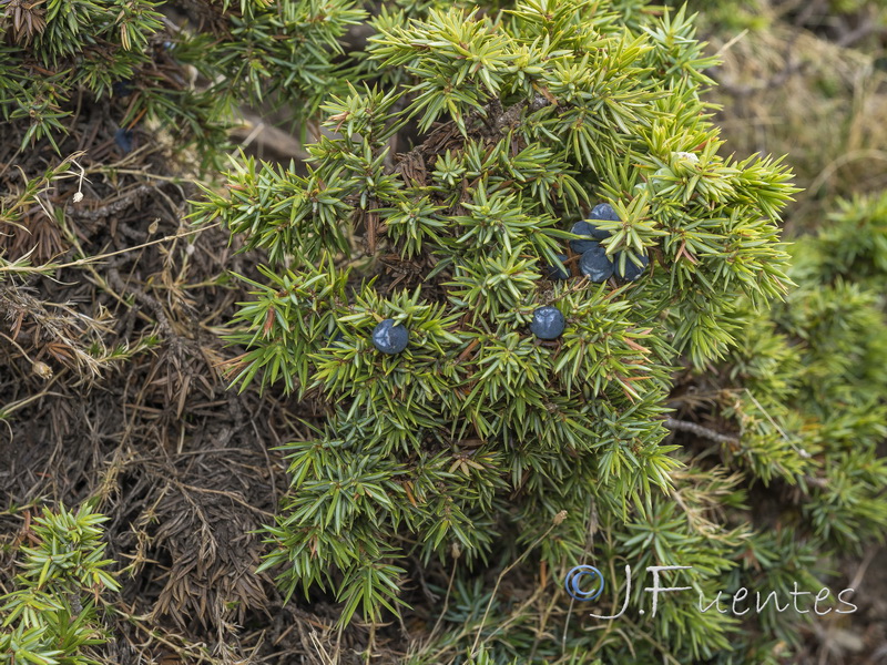 Juniperus communis alpina.01
