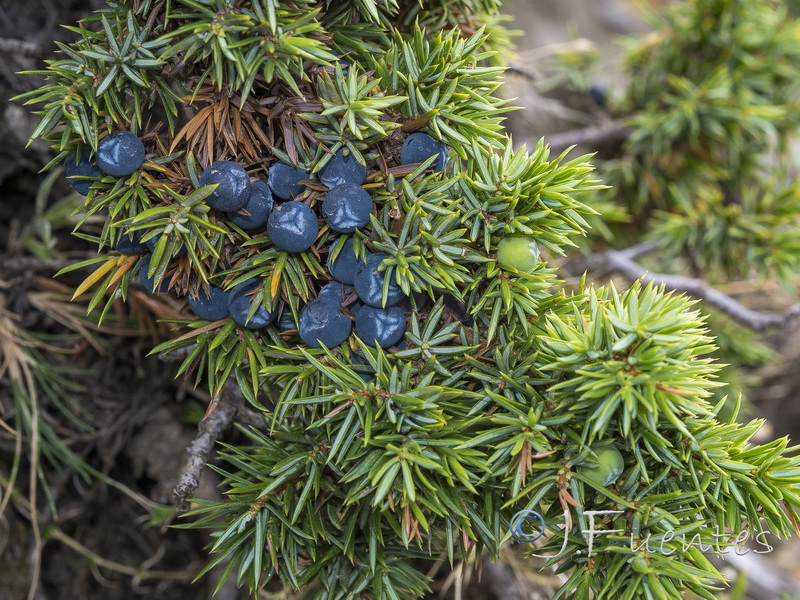 Juniperus communis alpina.02