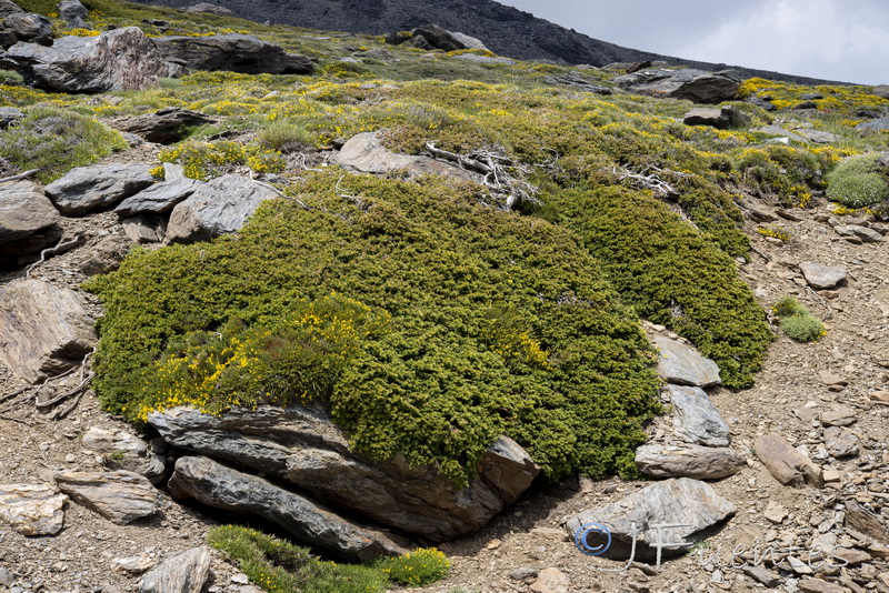 Juniperus communis alpina.03