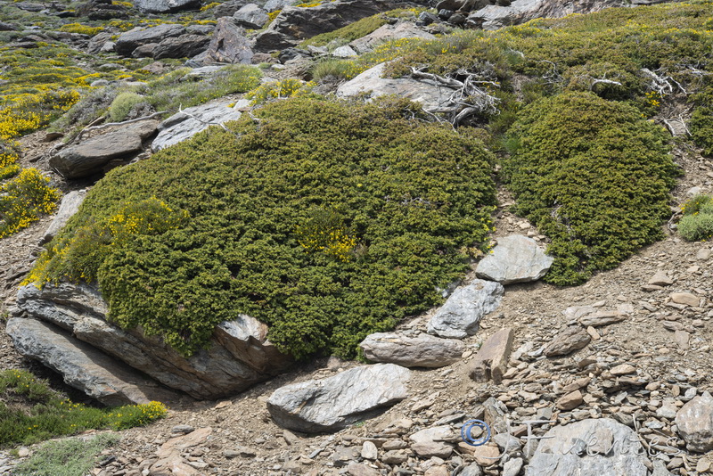 Juniperus communis alpina.04