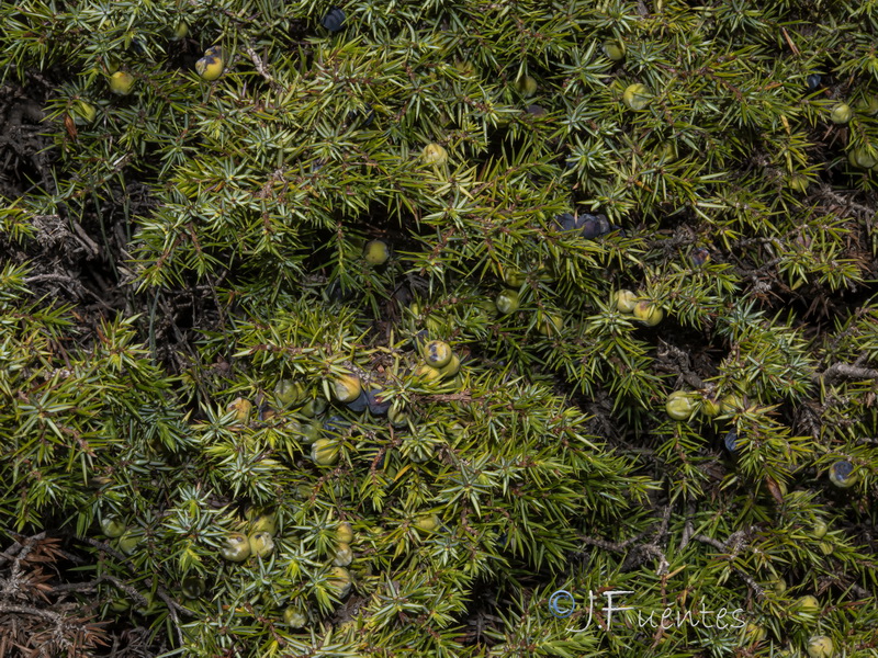 Juniperus communis alpina.05