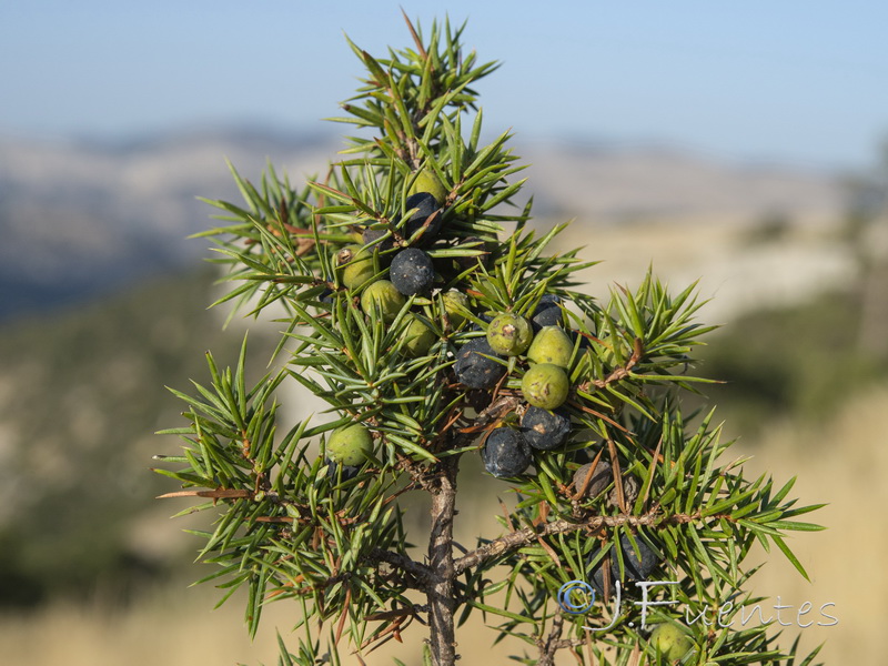 Juniperus communis hemisphaerica.01