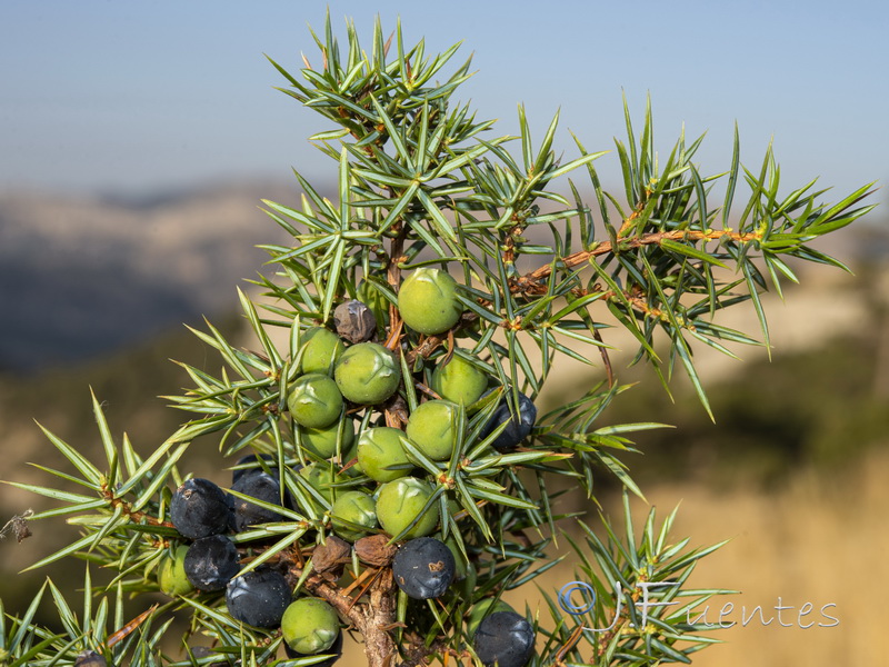 Juniperus communis hemisphaerica.02
